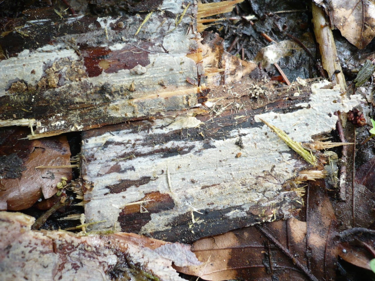 41033.jpg