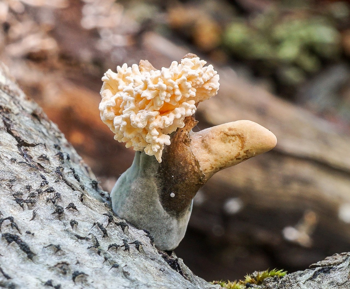 Xylaria_cubensis_741834 (1).jpg