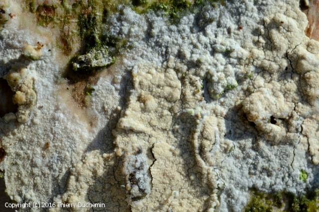 Hyphoderma_setigerum_2016_td_1.jpg
