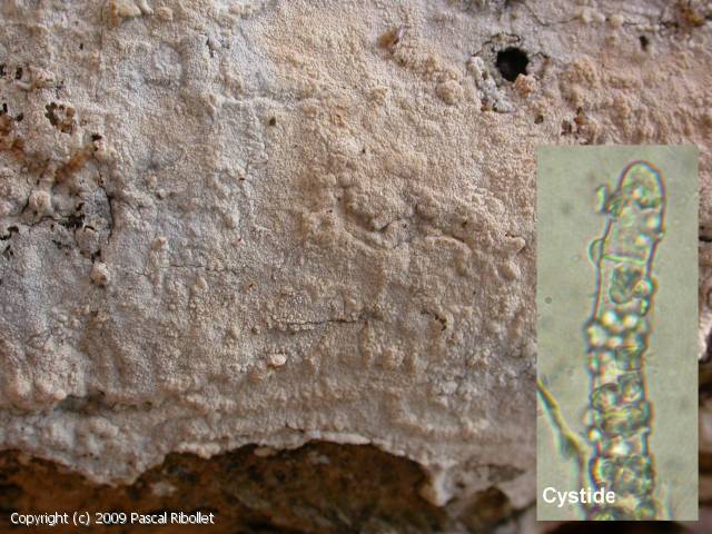 Hyphoderma_setigerum_2009_pr_1.jpg
