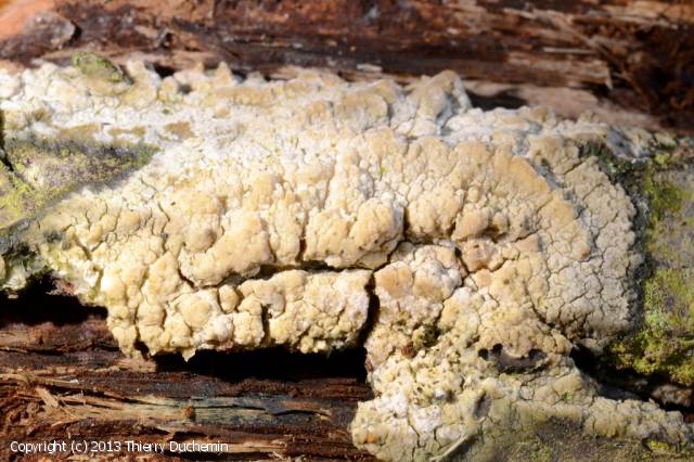 Hyphoderma_setigerum_2013_td_2.jpg