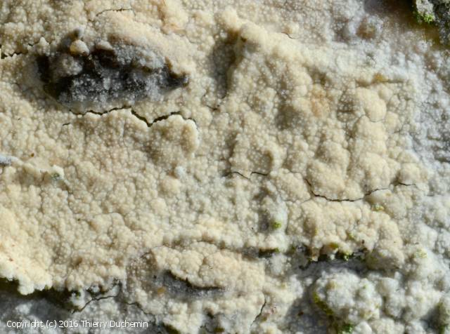Hyphoderma_setigerum_2016_td_2.jpg