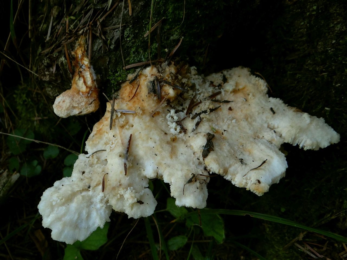 Climacocystis_borealis_B?7.jpg