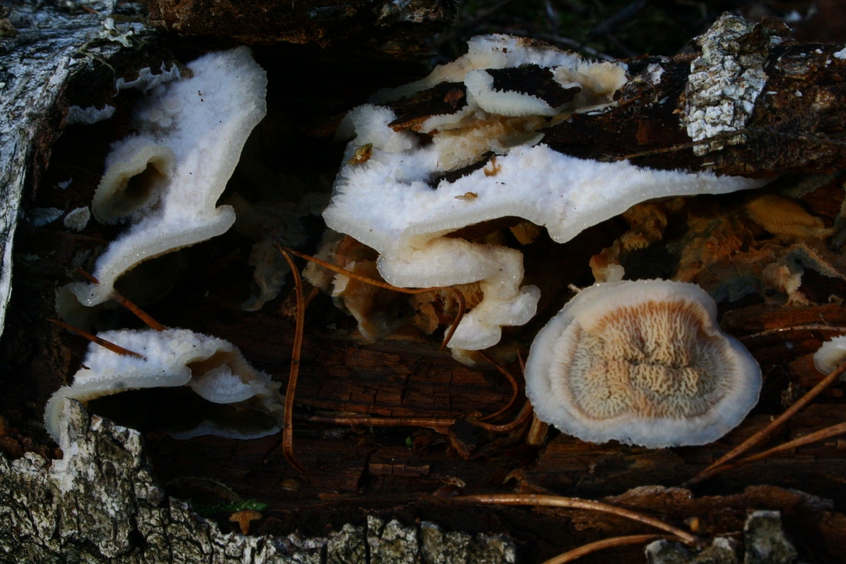 Merulius_tremellosus_111112wb.JPG