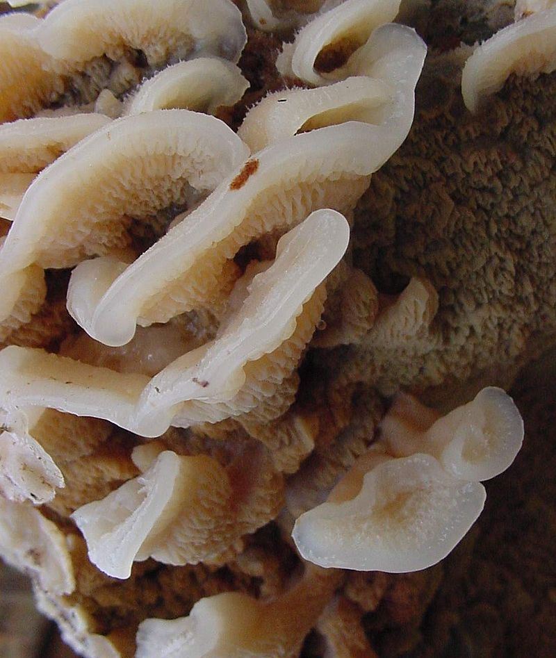 Phlebia_tremellosa_63159.jpg