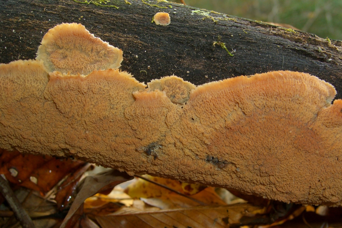 Merulius_tremellosus_8570.jpg
