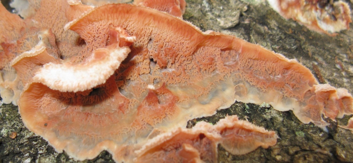 Phlebia_tremellosa_60614.jpg