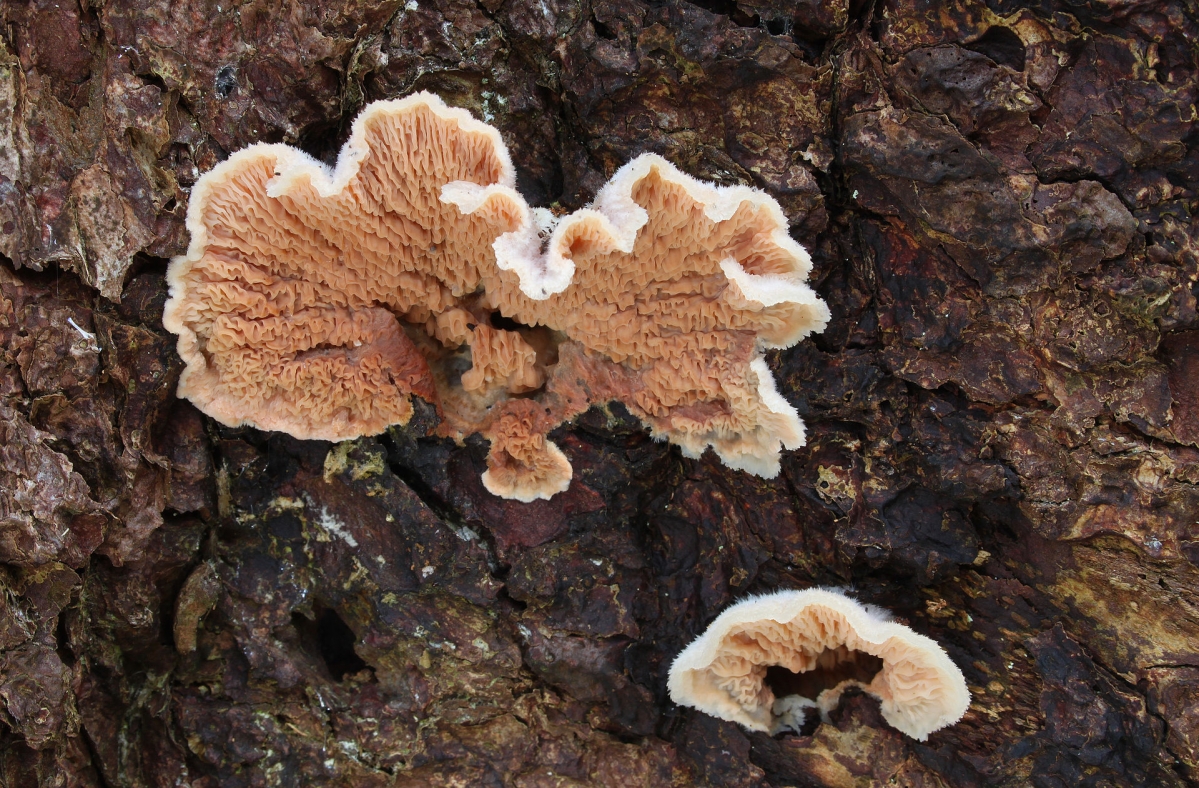 Gallertfleischiger_Faeltling_Merulius_tremellosus.jpg