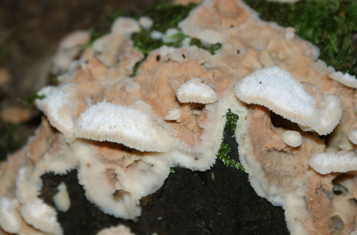 Merulius_tremellosus_kz1.jpg