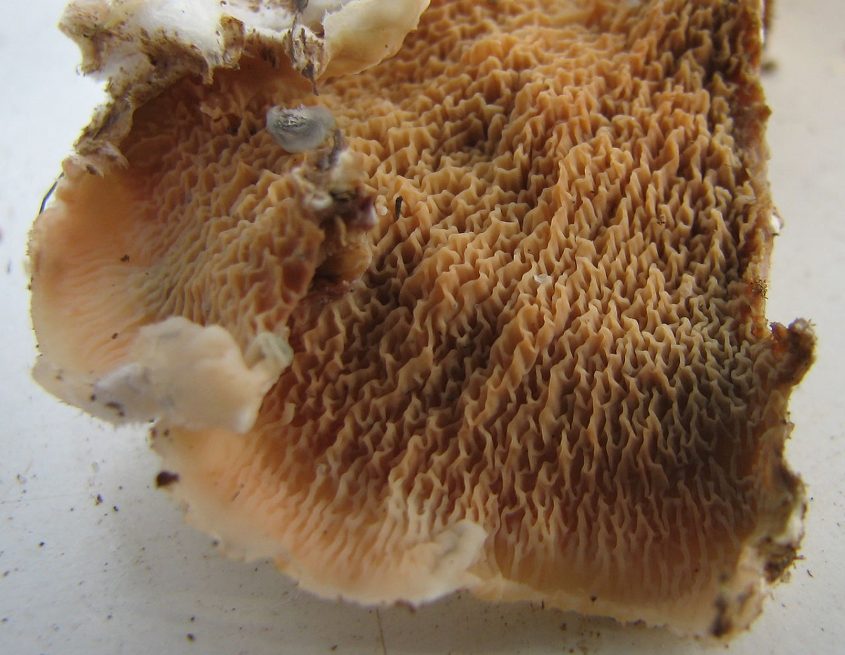 1280px-Merulius_tremellosus5.jpg