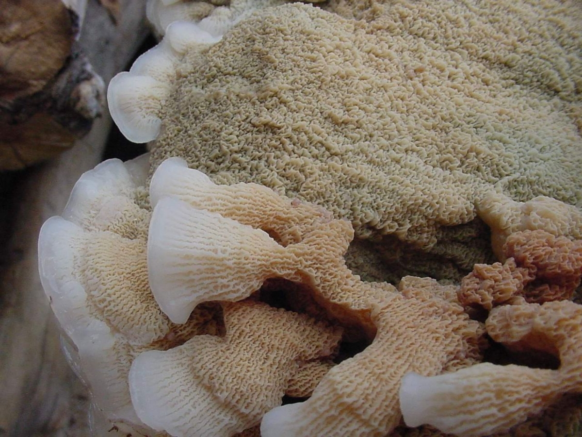 1280px-Phlebia_tremellosa_63160.jpg