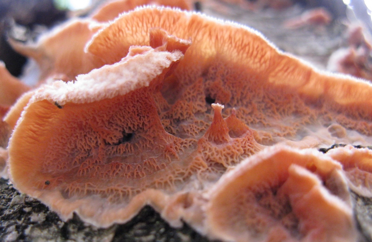 Phlebia_tremellosa_60612.jpg