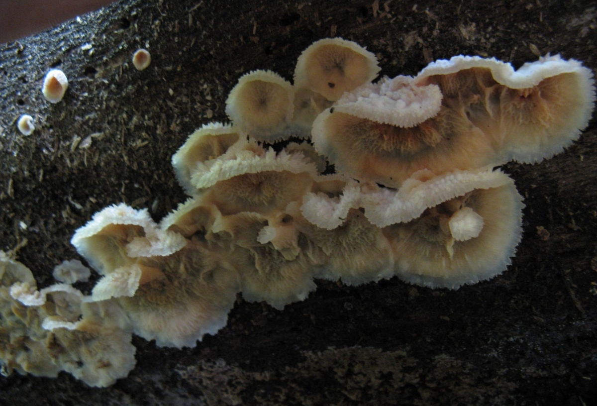 Phlebia_tremellosa_57928.jpg