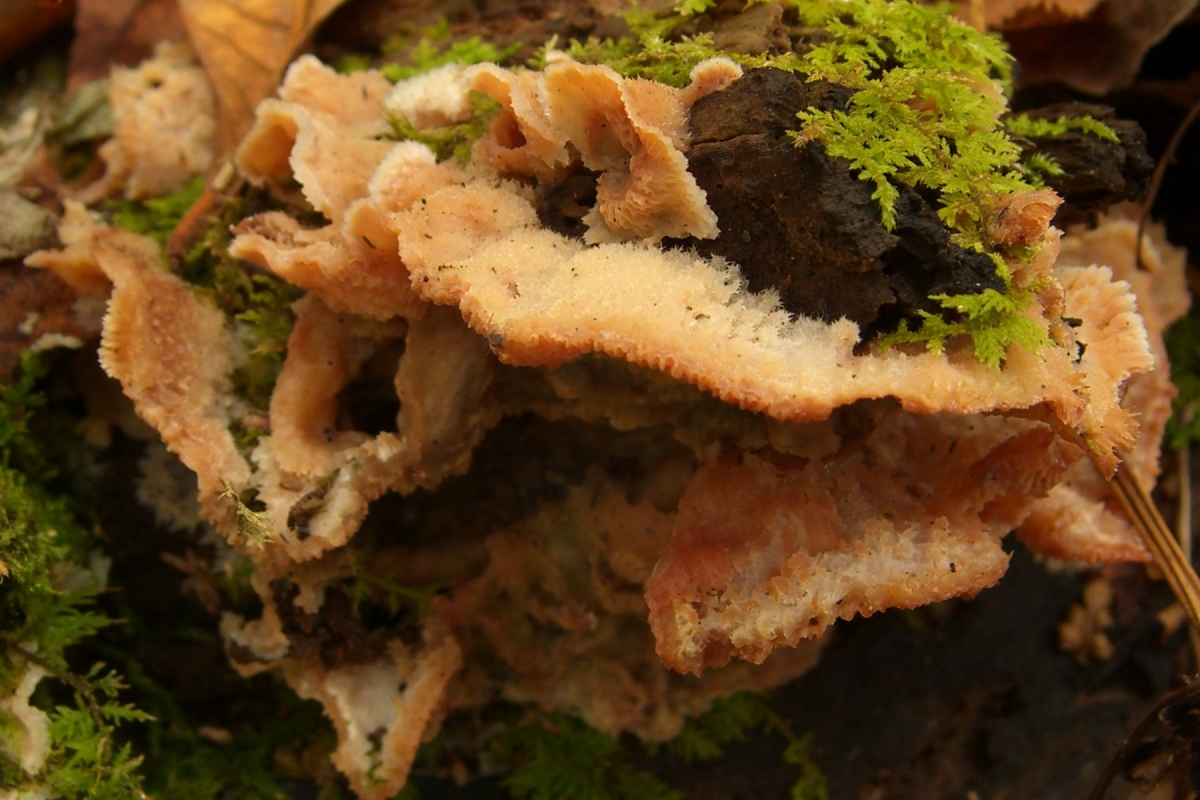 Merulius_tremellosus_8569.jpg