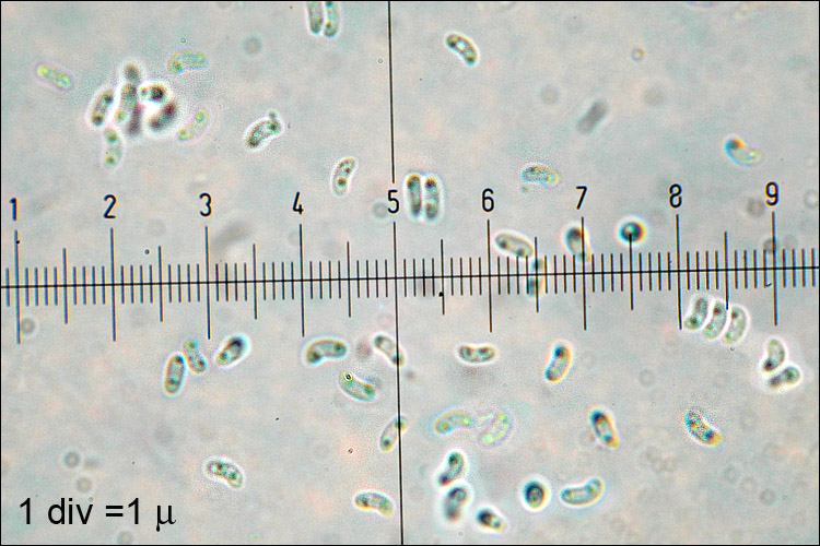 2009-10-13_Phlebia_tremellosa_(Schrad.)_Nakasone_&_Burds_67859.jpg
