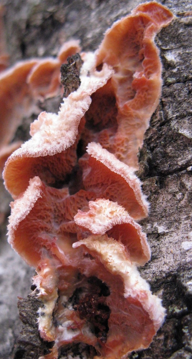 Phlebia_tremellosa_60613.jpg