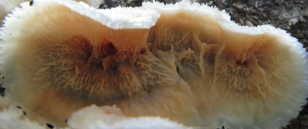 Phlebia_tremellosa_57929.jpg