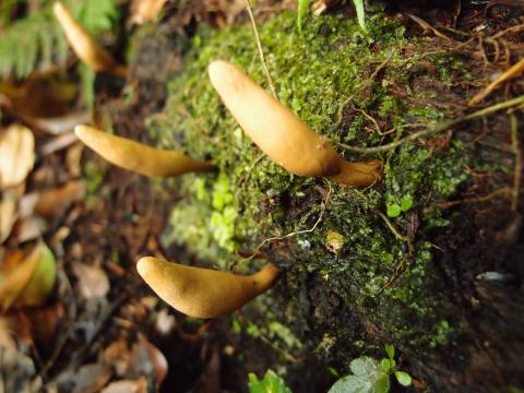 xylaria_tabacinayan_huang_tan_jiao_jun__4.jpg