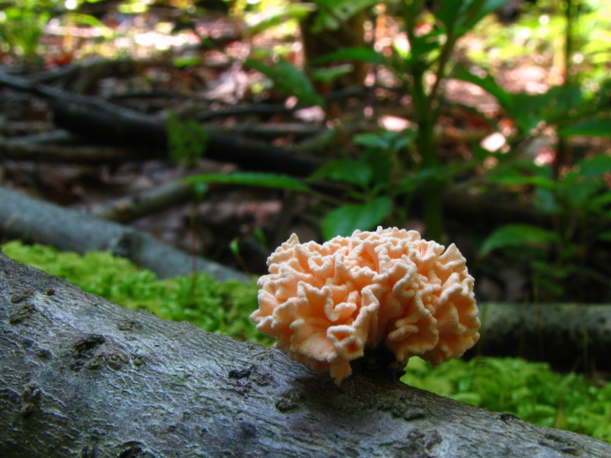 Xylocoremium_flabelliforme_54075.jpg