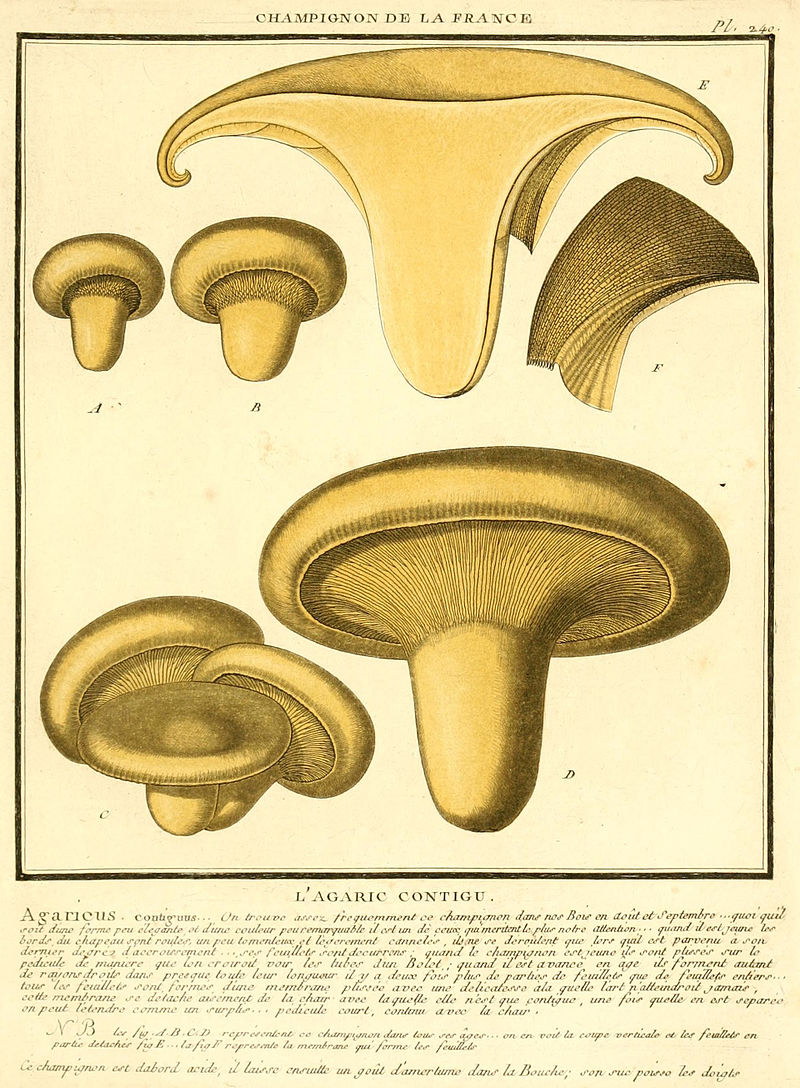 800px-L'agaric_contigu_(Paxillus_involutus).jpg