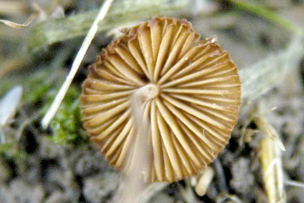 Conocybe.subovalis2.jpg