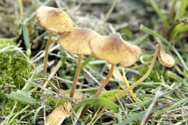 Conocybe.subovalis.jpg
