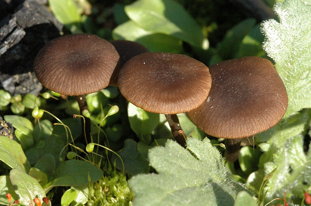 Tephrocybe.ambusta.-.lindsey.jpg