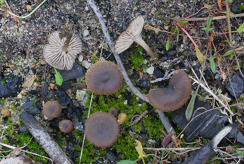 1__DSC6440 Tephrocybe anthracophila.jpg