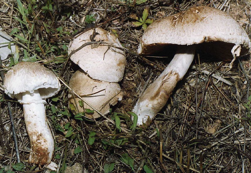 Agaricus annae.jpg