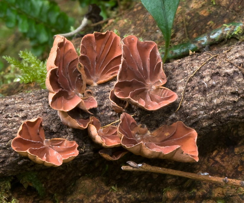 Anthracophyllum_archeri_30124.jpg