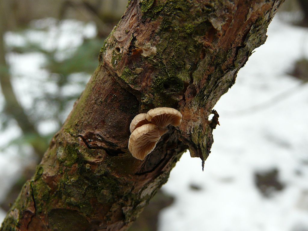 p1380873-1.jpg
