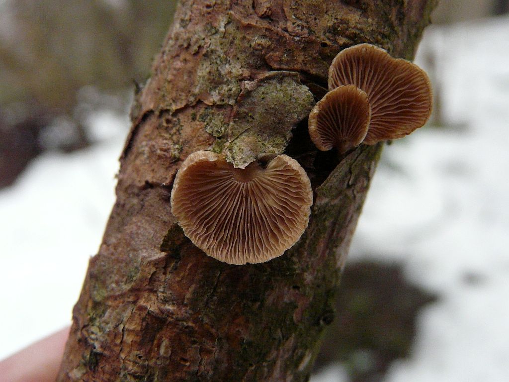 p1380871-1.jpg
