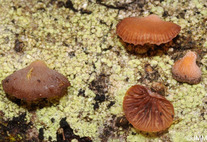 Panellus ringens 3.jpg