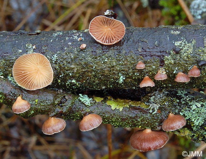 Panellus ringens 45.jpg