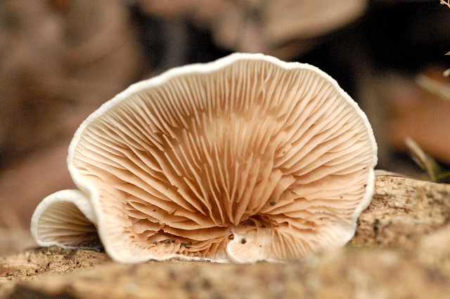 Crepidotus_spec._-_Lindsey_3b.jpg