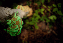 220px-PanellusStipticusAug12_2009_Animated.gif