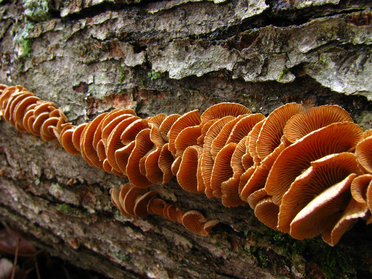 1280px-Panellus_stipticus_34244.jpg