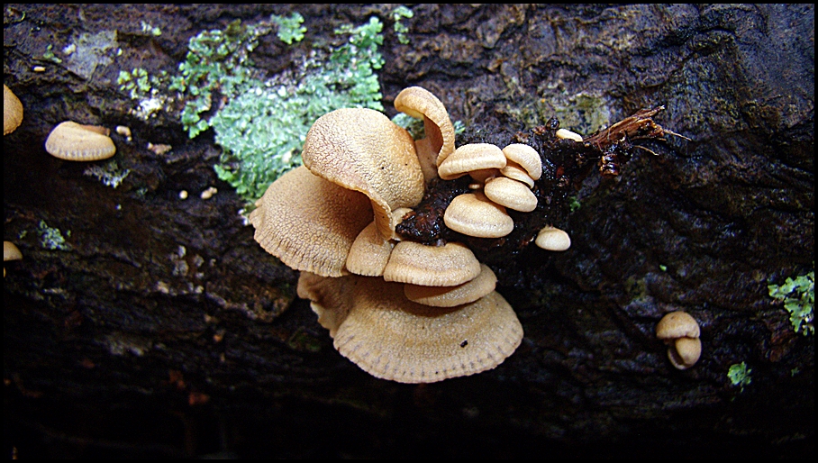 Panellus_stipticus_67572.jpg