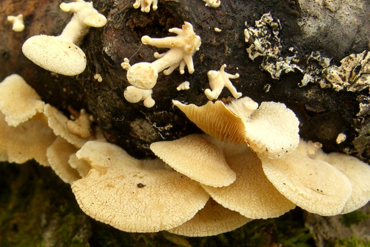 Panellus_stipticus_8445.jpg