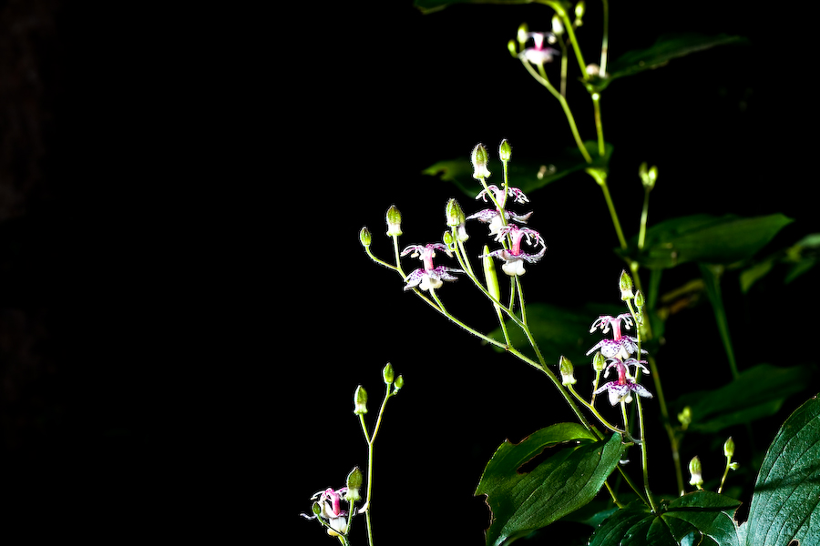 뻐꾹나리_8524.jpg