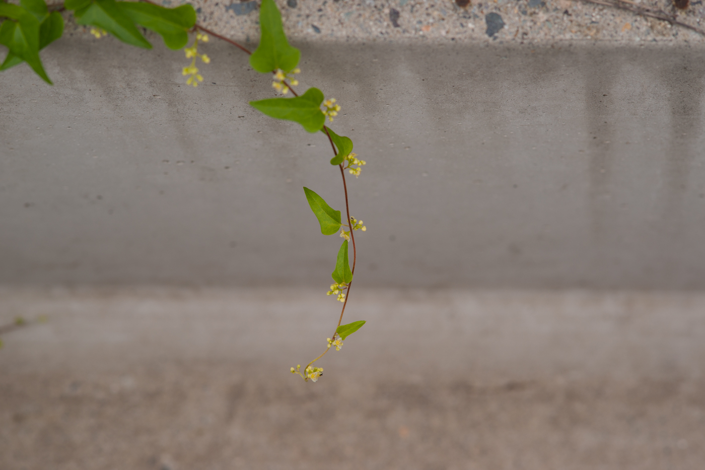 DSC09601.jpg