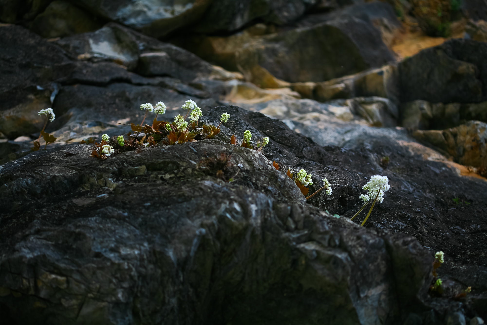 IMG_3833.JPG