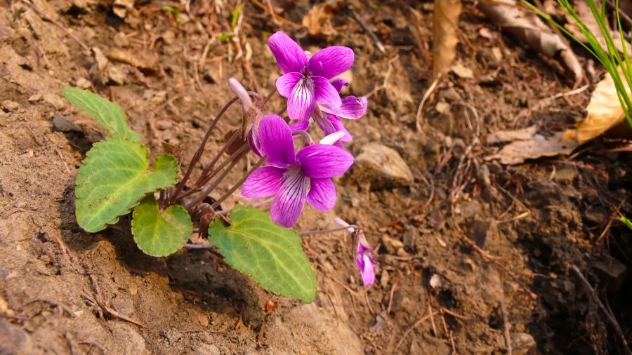 자주알록제비꽃_1000819.jpg