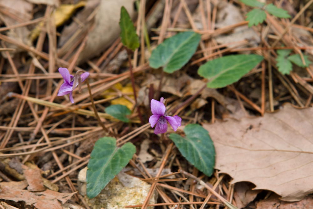 DSC03942-1.jpg