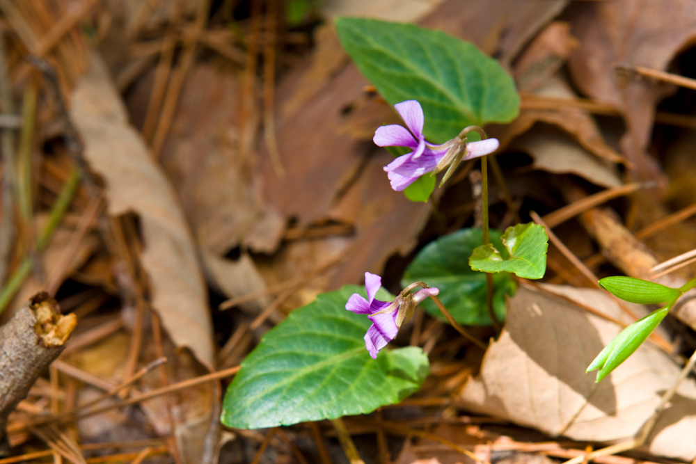 DSC03947-1.jpg