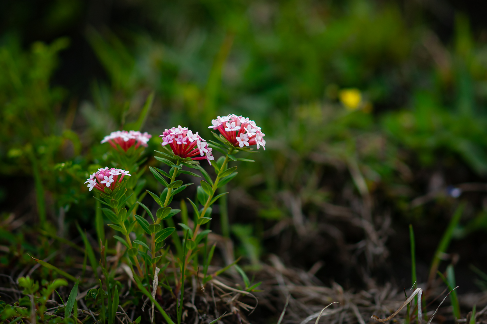 DSC04226.JPG