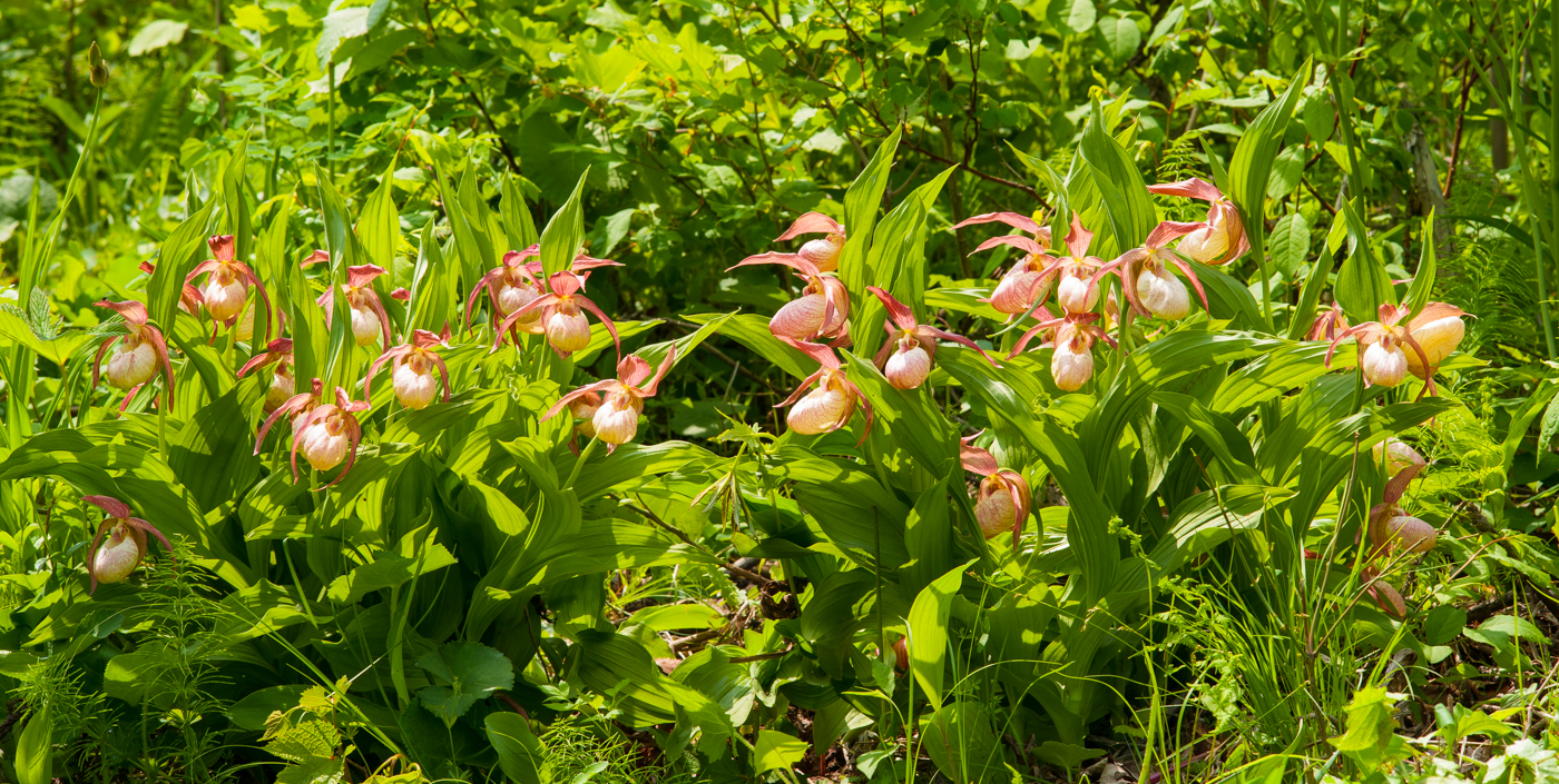 DSC08591.jpg