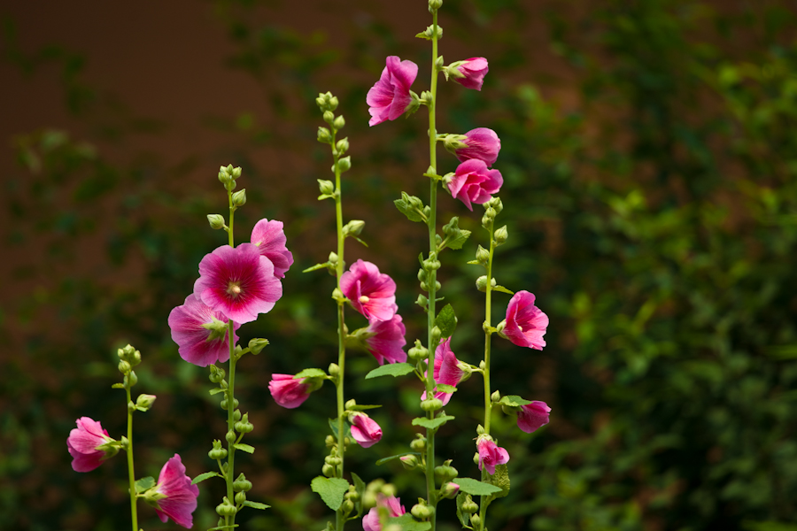 DSC05975.jpg
