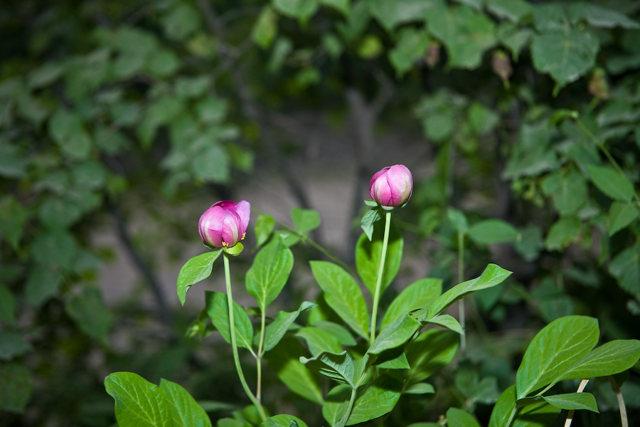 호작약_5715.jpg