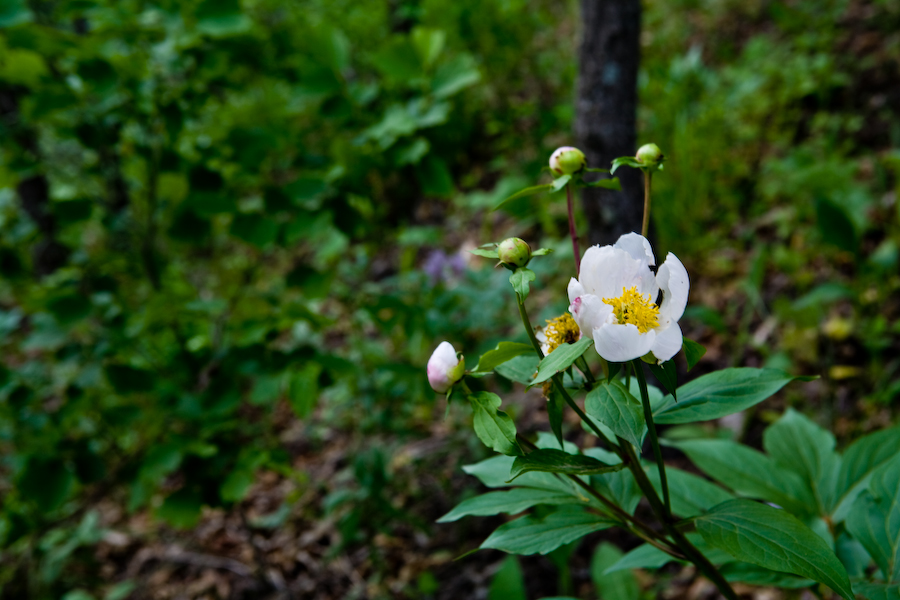 호작약_5568.jpg